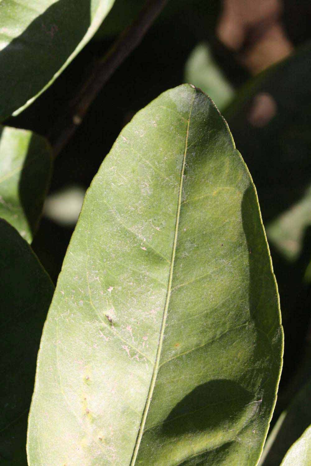              Margin (Winter Haven, FL)       